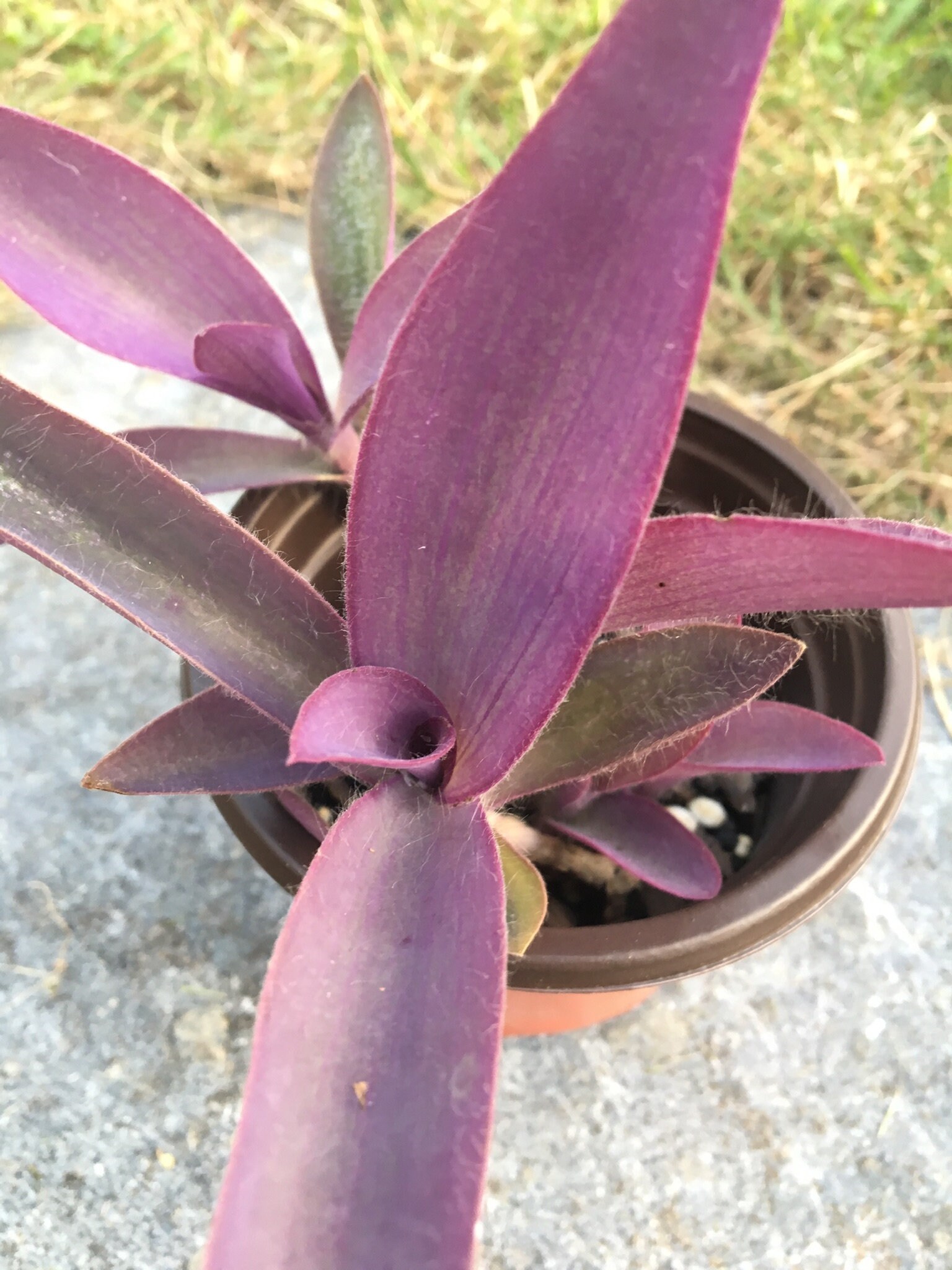 Tradescantia Purple Heart Live 4potted Plant/ House Plant/ Etsy