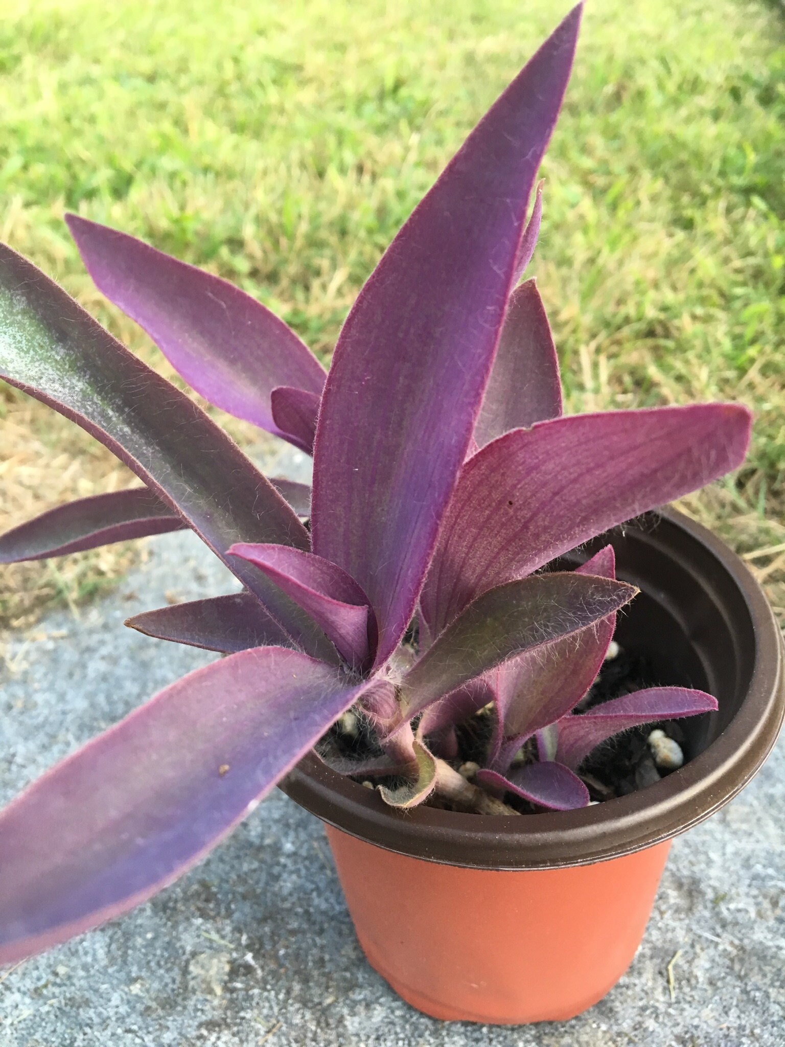 Tradescantia Purple Heart Live 4potted Plant/ House Plant/ Etsy