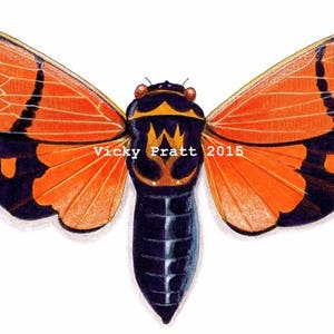 Orange cicada. CARD