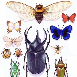 Insect collection detail CARD