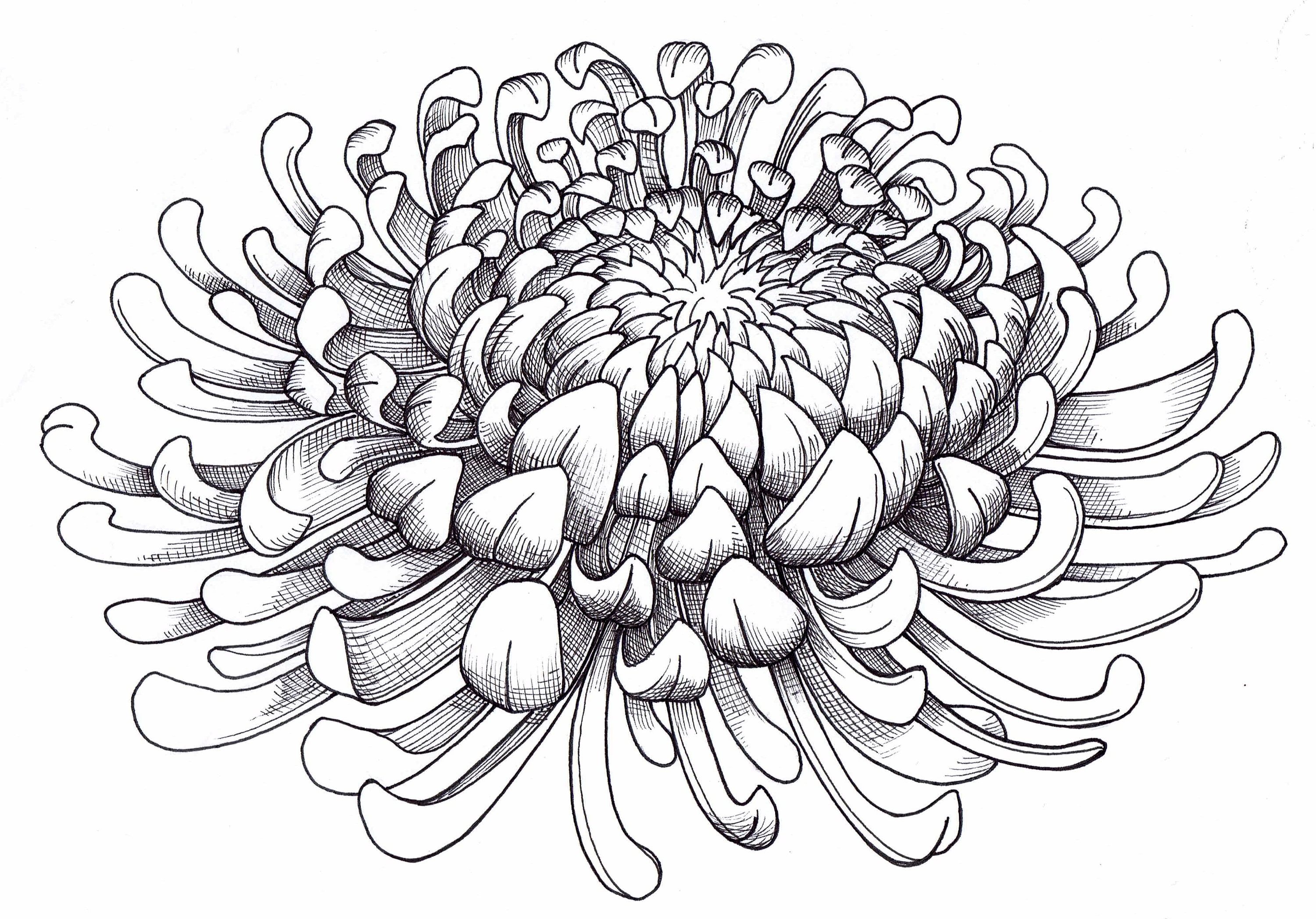 Chrysanthemum Flower Colouring in CARD - Etsy