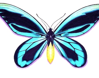 1963 Ornithoptera Alexandrae Queen Alexandra's Birdwing 1963 Ornithoptera Alexandrae Queen Alexandra's Birdwing