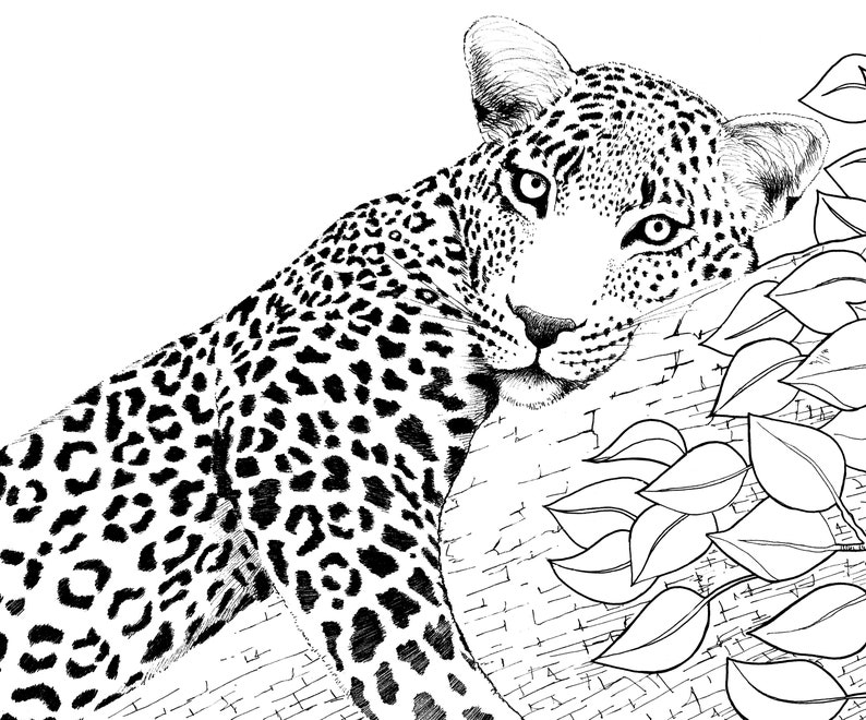 Leopard Colouring in CARD - Etsy UK