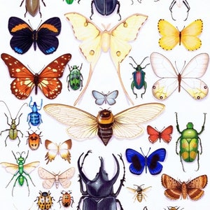 Insect collection CARD