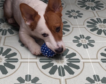 Könnte beinhalten: Ein kleiner weiß-brauner Hund mit spitzen Ohren liegt auf dem Boden und kaut auf einem runden, blauen, strukturierten Spielball mit kleinen weißen Noppen, auf einem hellgrauen Boden mit einem wiederkehrenden dunkelgrünen und beigen Sternmuster.