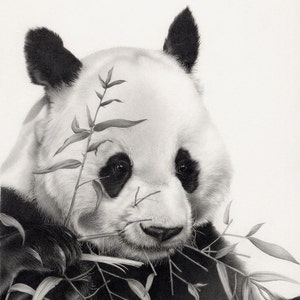 Panda Drawing Mounted print of original pencil drawing | Etsy