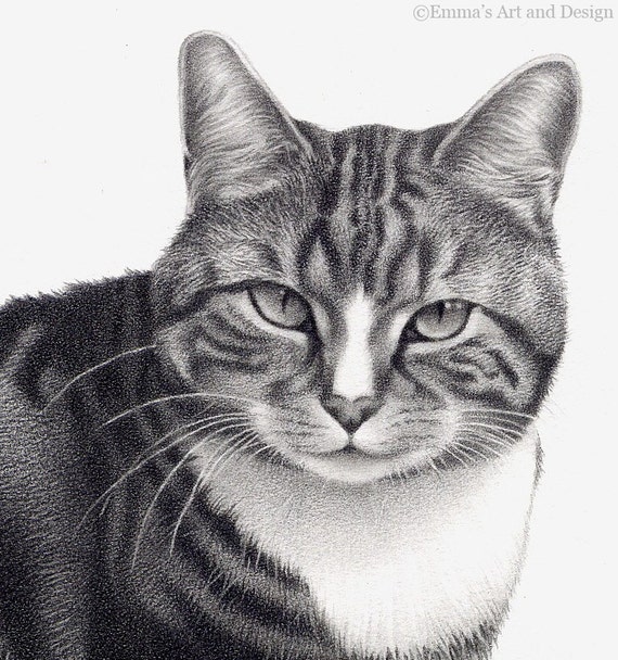 Kot Rysunku Montowane Drukuj Oryginalny Rysunek Ołówkiem