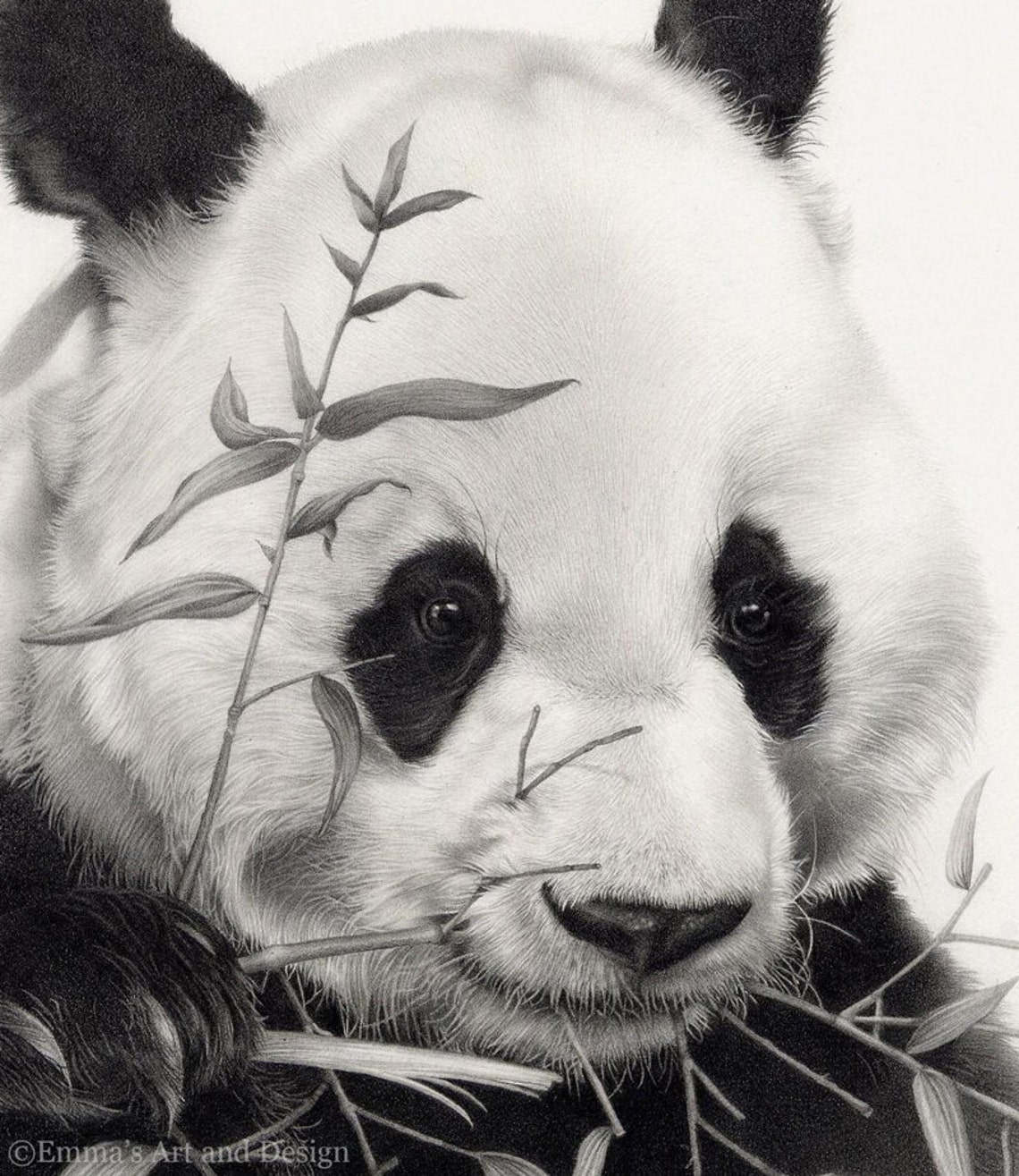 Panda Drawing Mounted print of original pencil drawing | Etsy