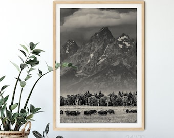 Grand Teton Bison Print - Black and Cream National Parks Photography