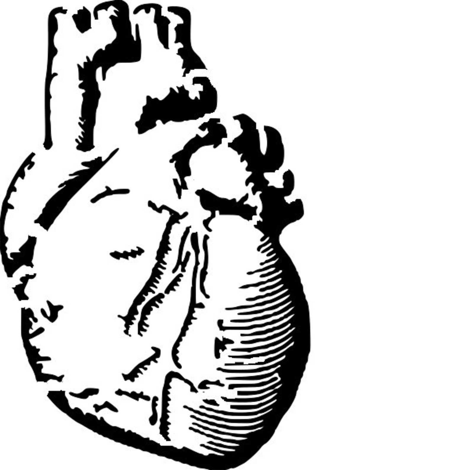 Anatomical Heart Stencil RE-USABLE 6 X 9 inch | Etsy