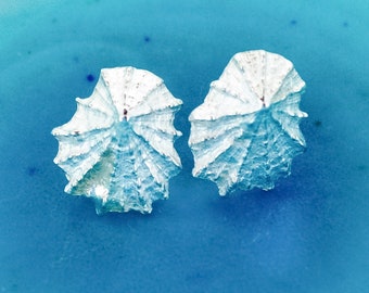 Limpet Shell Earrings - Silver Shell Stud Earrings - Lovely Gift, Beach, Sea, Present, Gift Idea, Mary Colyer