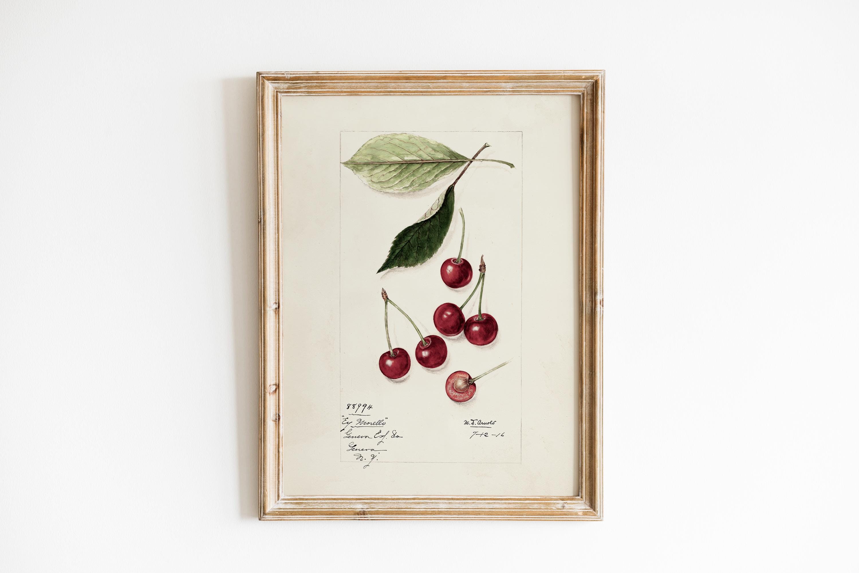 Cherry  botanical illustration, cherries printable art, vintage rustic print, summer farmhouse kitchen cottagecore wall art