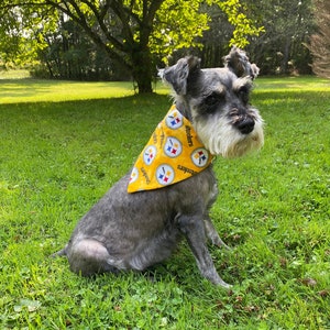May include: A small, gray and white schnauzer dog wearing a yellow bandana with the Pittsburgh Steelers logo. The dog is sitting on a green grassy lawn.