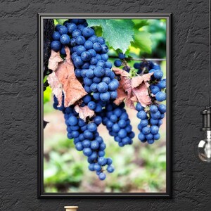 Vineyard Photography Print – Green Grape Vine Wall Art, Wine Country Nature Photo, Rustic Kitchen or Dining Room Decor
