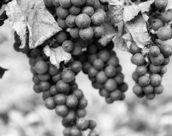 Grapes in French Vineyard Photography Print, Wine Art for Rustic Living Room or Dining Room Wall Art