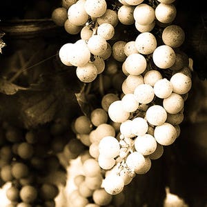 Grapes Wall Art Prints For Dining Room Or Kitchen Wall Decor, French Vineyard Photography Prints in Sepia Or Black & White