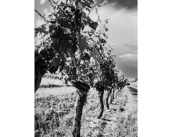 Vineyard Grapevines Photography Print In Black & White, Wine Wall Art Prints for French Country Home Decor
