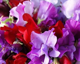 SWEET PEA Royal White Seeds F 285
