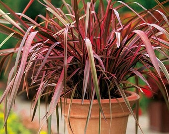 Phormium New Hybrids Ornamental Grass Seeds (New Zealand Flax) 10+Seeds