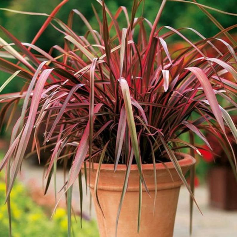 Phormium New Hybrids Ornamental Grass Seeds New Zealand Flax 10Seeds image 1