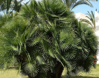 Mediterranean Fan Palm Seeds (Chamaerops humilis) 5+Seeds