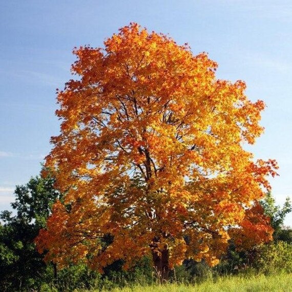 Norwegia Klon Drzewo Nasiona Acer Zwyczajny 10 Nasiona