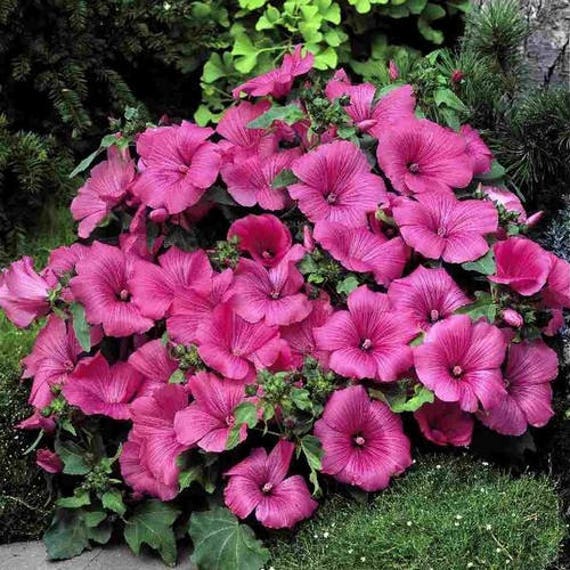 Lovliness 100 Seeds Rose Mallow