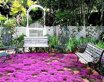 Creeping Thyme Magic Carpet Seeds (Thymus Serpyllum) 100+Seeds