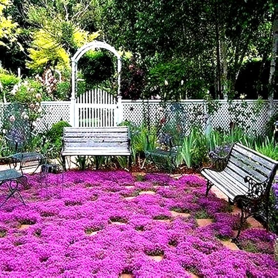 Creeping Thyme Magic Carpet Seeds (Thymus Serpyllum) 100+Seeds