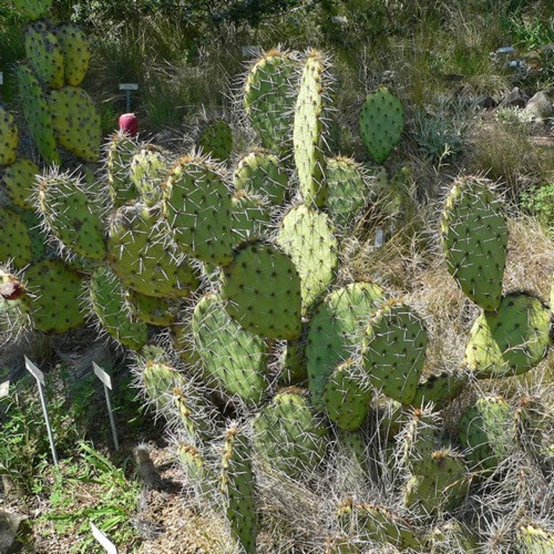 Tulip Prickly Pear Cactus Seeds Opuntia phaeacantha 20Seeds image 2