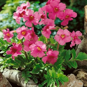 Hardy Gloxinia Rose Flower Seeds Incarvillea Delavayi Rose 20Seeds image 1