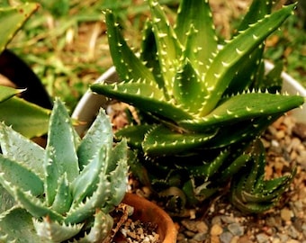 aloe lab Aloe Eyes: Natural Aloe Vera Drops