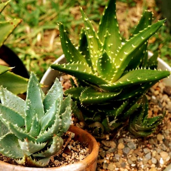 Aloe Mix Succulent Seeds (assorted Species) 20+ Seeds - Etsy