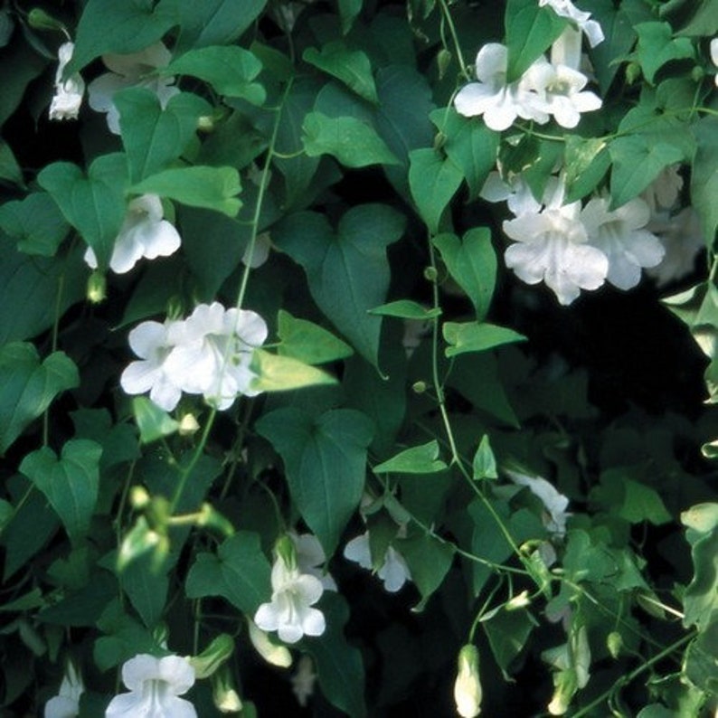 Climbing Snapdragon Vine White Seeds Asarina Scandens 10Seeds image 3