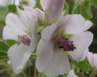 Marsh Mallow Flower Seeds (Althaea Officinalis) 50+Seeds