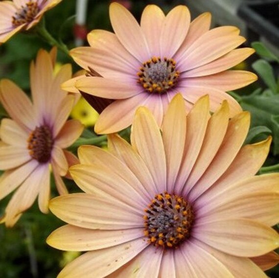 African Daisy Salmon Seeds (dimorphotheca Sinuata) 50+seeds - Etsy