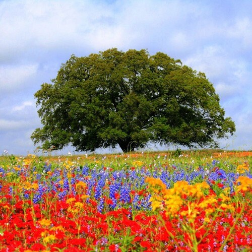 Wildflower Texas Oklahoma Mix Seeds 7gseeds Etsy