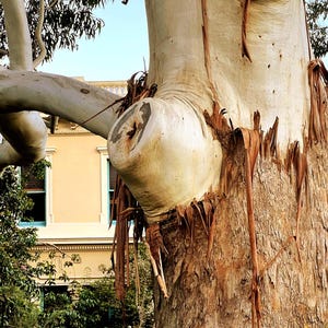 Eucalyptus Rose Gum Tree Seeds (Eucalyptus grandis) 100+Seeds