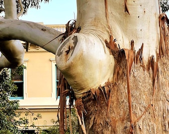 Eucalyptus Rose Gum Tree Seeds (Eucalyptus grandis) 100+Seeds