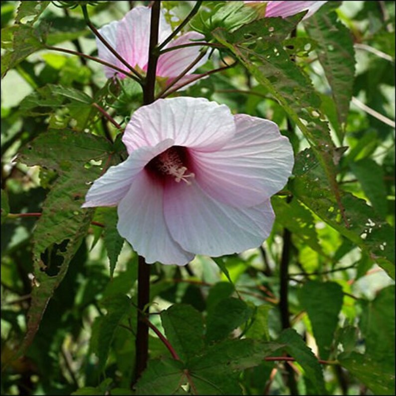 Marsh Mallow Flower Seeds Althaea Officinalis 50Seeds image 2