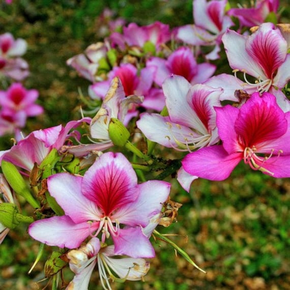 10 seeds Tree Orchids Pink Red Grain-Bauhinia variegata