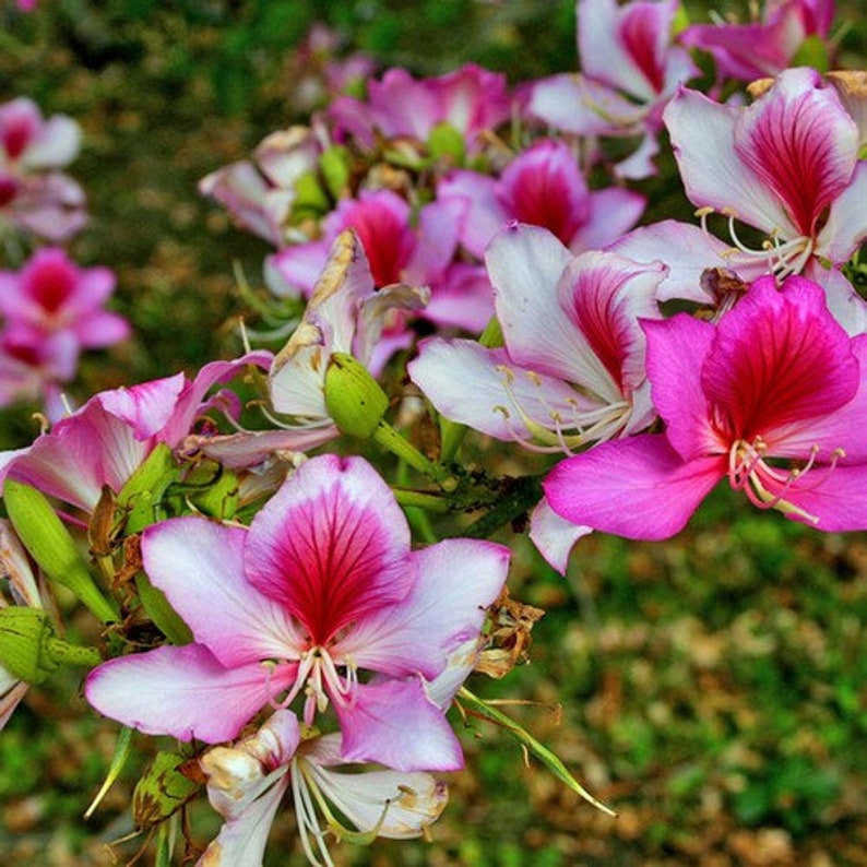 Pink Orchid Tree Seeds bauhinia variegata 5Seeds image 2