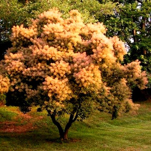 smoke tree seed pod Smoketree (Psorothamnus spinosus): All You Need To Know main image 0