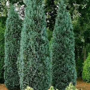 Port Orford Cedar Tree Seeds Chamaecyparis lawsoniana 30Seeds image 1