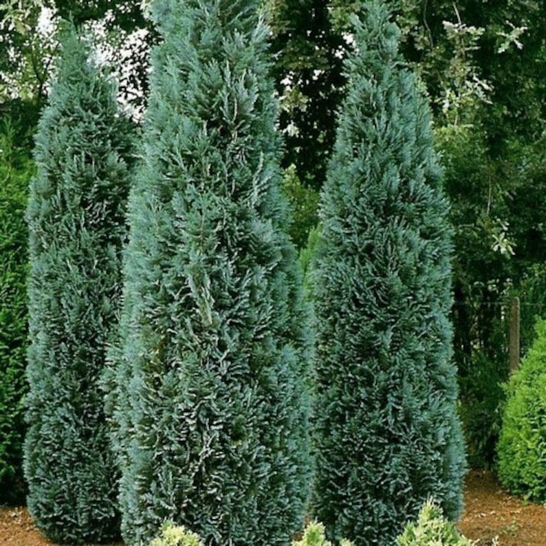 Port Orford Cedar Tree Seeds Chamaecyparis lawsoniana 30Seeds image 1