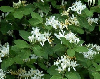 Dwarf Honeysuckle Bush Seeds ( Lonicera xylosteum) 40+Seeds