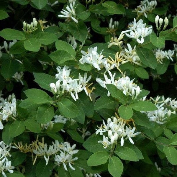 Dwarf Honeysuckle Bush Seeds ( Lonicera xylosteum) 40+Seeds