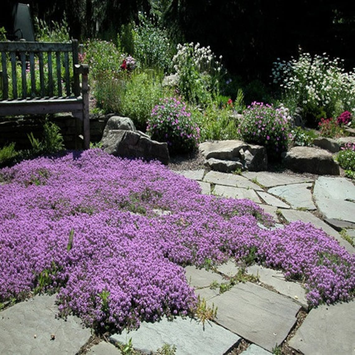Creeping Thyme Magic Carpet Seeds thymus Serpyllum 100seeds Etsy Canada