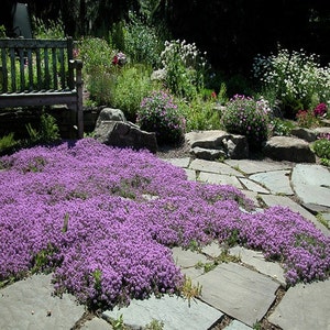 May include: A purple flowering ground cover plant growing between flagstone pavers in a garden setting.