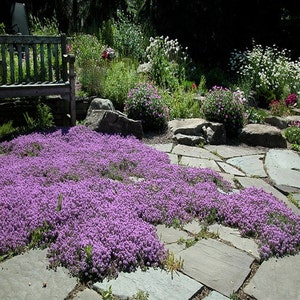 Creeping Thyme Magic Carpet Seeds Thymus Serpyllum 100Seeds image 2